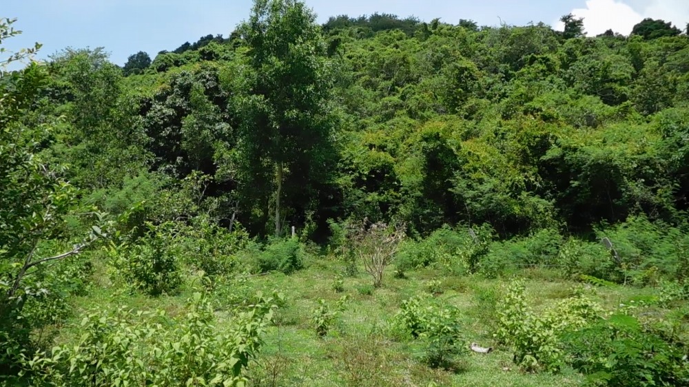 ニャチャン郊外の土地